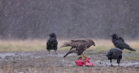 Eagle, bird of prey buzzard, buteo buteo, flight to prey fight with black ravens Stock Footage 303032568