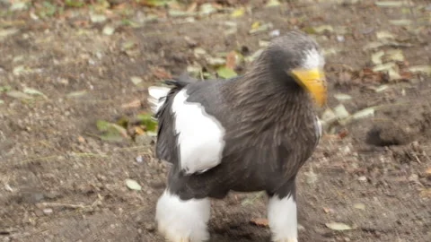 Eagle bird of prey Stock Footage 130668086