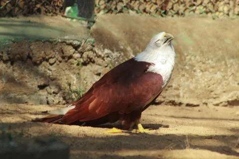 Eagle bird sitting in ground Foto stock
