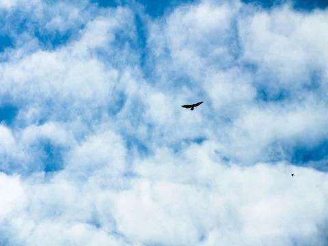 Eagle Blends With The Clouds Stock Photos