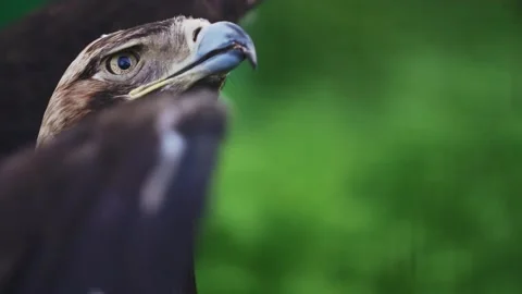 The eagle blinks and flaps its wings against the backdrop of green vegetation Video stock 159605250