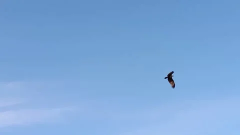 Eagle in the blue sky on flight Stock Footage 166331380