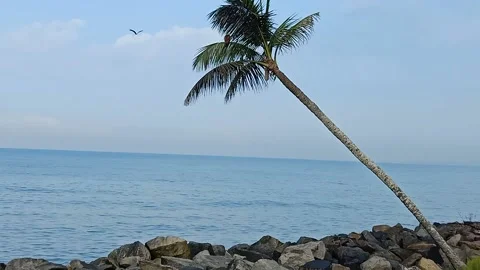Eagle in the blue sky on flight Stock Footage 166716542
