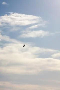 Eagle in the blue sky Stock Photos