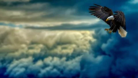 Eagle in the blue sky Stock Photos