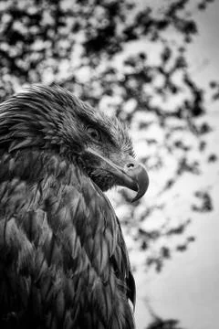 Eagle with blue sky Stock Photos