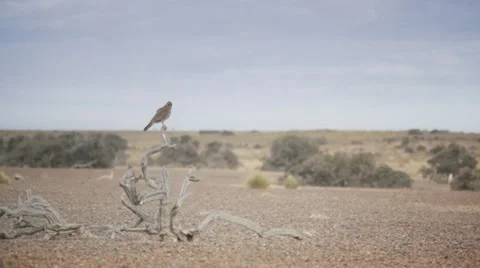 Eagle on a branch Stock Footage 38546906
