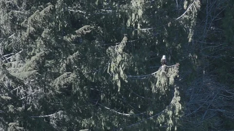 Eagle on branch Stock Footage 107295676