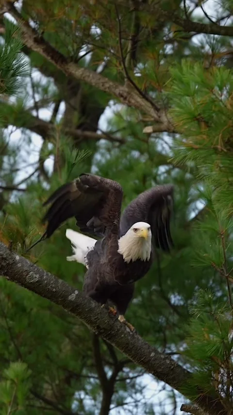 Eagle in the branch Stockbeeldmateriaal 330356429