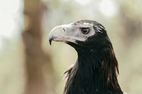 Eagle , brisbane Stock Photos