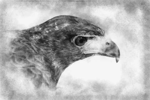 Eagle brown plumage and pointed beak hand drawing effect with pencils Stock Illustration