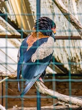 Eagle Buffoon is perched on a branch Stock-Fotos
