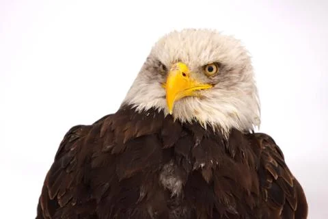 Eagle burst Stock Photos