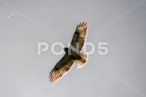 Eagle buzzard falcon flying sun shining through wings Stock Photos