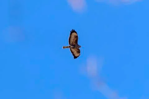 Eagle Buzzard in flight 写真素材