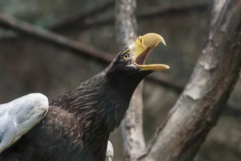 Eagle in a cage with open beak Stock Photos