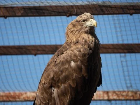Eagle in a cage Stock Photos