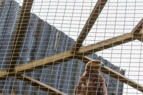 Eagle in a cage. Sad eagle. Sad hawk. Sad bird. Sadness. Eagle in cage. Bird  Foto stock
