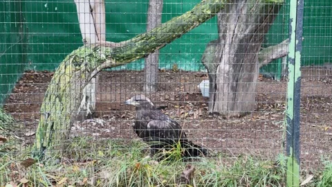 An eagle in a cage at the zoo Stock Footage 329091502