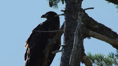 Eagle Calling 動画素材 8621075