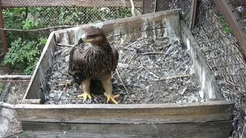 Eagle calling his mom to the neast Stock Footage 157967895