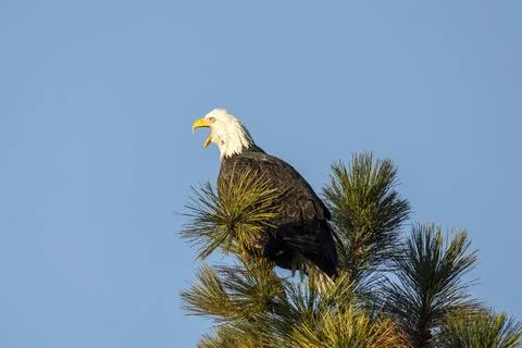 Eagle calling out to others. Stock Photos