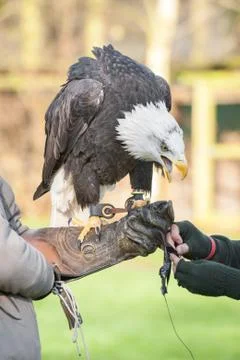 Eagle in captivity Stock Photos