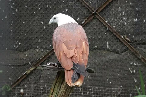 An eagle in captivity Stock Photos