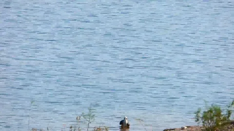 Eagle Catches a Big Fish, Confronted by a Heron at Lake Mead 動画素材 87343182