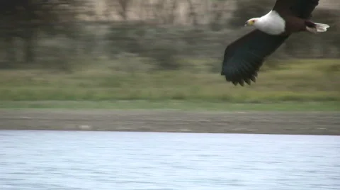 Eagle catching a fish 2 Stock Footage