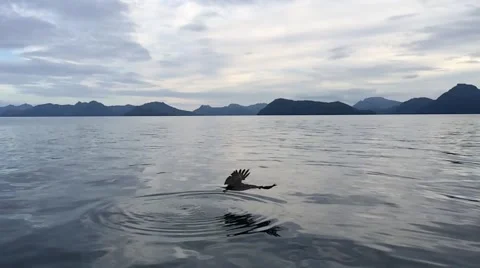 Eagle Catching A Fish Stock Footage 41051391