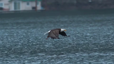 Eagle Catching Fish Stock Footage 258933002