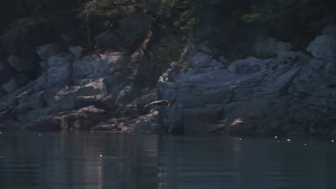 Eagle catching fish in the ocean in Canada Stock Footage 281250535