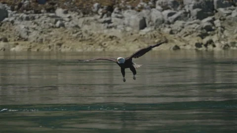 Eagle catching fish in the ocean in Canada Stock Footage 281254611