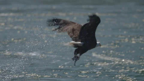 Eagle catching fish in the ocean in Canada Stock Footage 281255818
