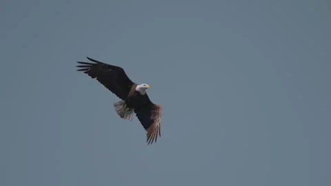 Eagle catching fish in the ocean in Canada Stock Footage 281255838