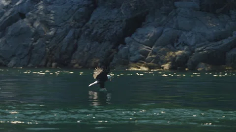 Eagle catching fish in the ocean in Canada Stock Footage 281255887