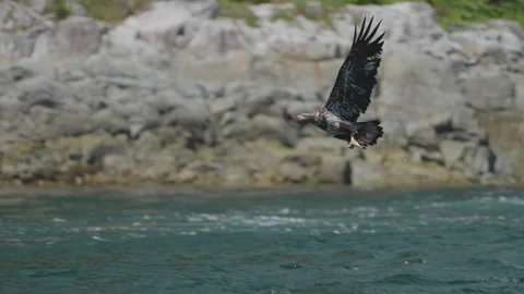 Eagle catching fish in the ocean in Canada Stock Footage 281255937