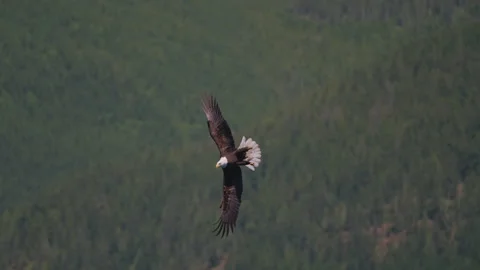 Eagle catching fish in the ocean in Canada Stock Footage 281256032