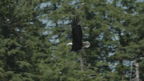 Eagle catching fish in the ocean in Canada Stock Footage 281256074