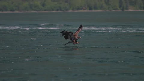 Eagle catching fish in the ocean in Canada Stock Footage 281256176