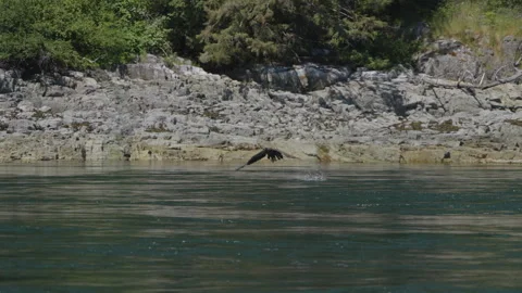 Eagle catching fish in the ocean in Canada Stock Footage 281256385