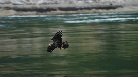 Eagle catching fish in the ocean in Canada Stock Footage 281256436