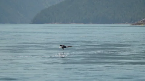 Eagle catching fish in the ocean in Canada Stock Footage 281256516