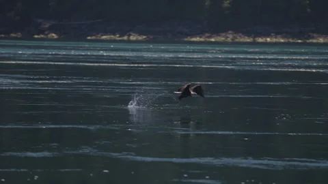 Eagle catching fish in the ocean in Canada Stock Footage 281256779