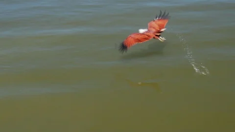Eagle catching a fish out of the water in nature environment. Stock Footage 106161503