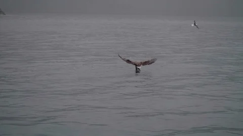 Eagle catching a fish out of the water Stock Footage 117693362