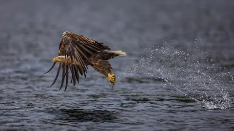 An eagle is catching prey Stock Photos