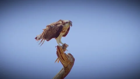 Eagle caught the fish in the claw and was feeding on it Stock Footage 243158781