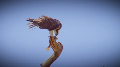 Eagle caught the fish in its claw and was feeding on it Stock Footage 243158557